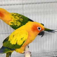 انواع پرنده گرینچیک، خورشیدی، عروس، قناری، فنچ|پرنده|بیرجند, |دیوار