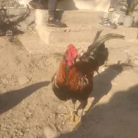 خروس چهل تاج سالم|حیوانات مزرعه|نوشهر, |دیوار