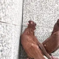 کبوتر جفتی