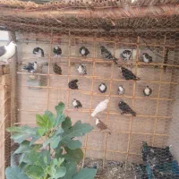 ۱۰جفت کبوتر ریش.ساده.تک پر و دورگ