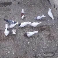 کبوتر  کفتر