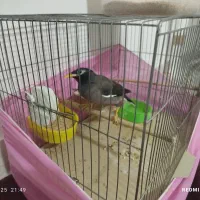 مینا|پرنده|ماهدشت, |دیوار