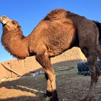 خرید و فروش شتر