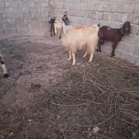 تعداد 20راس بز کهر ه دار داشتی