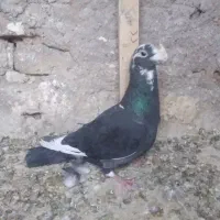 کفترسالم به شرط