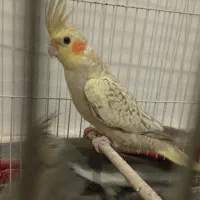 عروس هلندی جوجه بزرگ مناسب