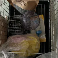 لوازم خرگوش و خوکچه هندی