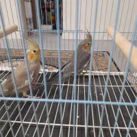 عروس هلندی ۲ماهه