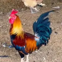 دجاج اشتری