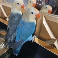 طوطی برزیلی پاربلو ۴ ماهه رام