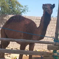 یک عدد شتر نر|حیوانات مزرعه|قشم, |دیوار