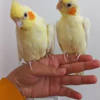 دو عدد عروس هلندی ماده