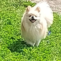 پامرانین اصیل وارداتی|سگ|رشت, حاجی آباد|دیوار