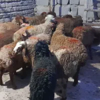 گوسفند کاور ماده|حیوانات مزرعه|سنقر, |دیوار