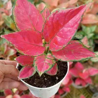 گل و گیاه متنوع آپارتمانی جذاب