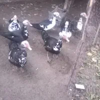 اورده خارجی|حیوانات مزرعه|دلند, |دیوار