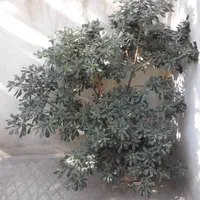 گل میخک هندی|گل و گیاه طبیعی|تهران, دکتر هوشیار|دیوار