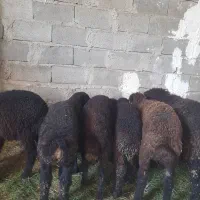 فروش بره های افشار جنس دار نروماده