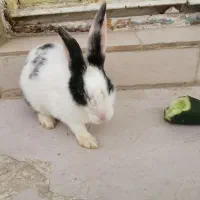 خرگوش