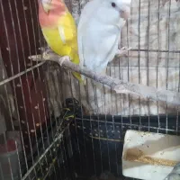 فروش و معاوضه جفت کوتوله  راهب گرینچیک قفس ۶ خان|پرنده|قنوات, |دیوار