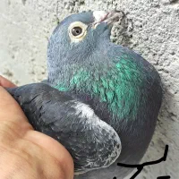 جان اردن سیلور خالص 100درصد
