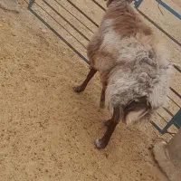 قوچ افشار هترو اصیل|حیوانات مزرعه|شهرضا, |دیوار