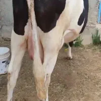 گاوشیری مامیله نیسان