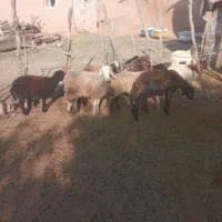 بره توقلی وگوسفند|حیوانات مزرعه|مراوه, |دیوار