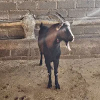 نربز یک ساله نژاد دار آلپاین|حیوانات مزرعه|کوهدشت, |دیوار