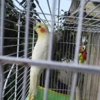 فروش دو عروس هلندی|پرنده|خرمآباد (تنکابن), |دیوار