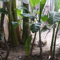 نهال موز با نازلترین قیمت|گل و گیاه طبیعی|ساری, |دیوار