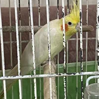 عروس هلندی نر