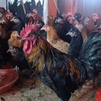 مرغ و خروس محلی