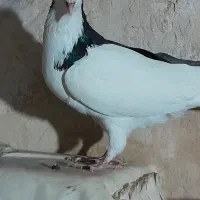 راست سیاه
