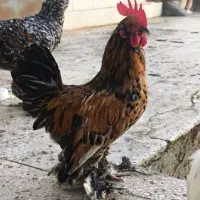 خروس یوسل