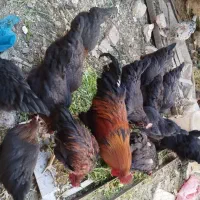 تخم مرغ نطفه دارسیاه