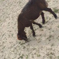 بره  ماده مست