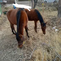 مادیان|اسب و تجهیزات اسبسواری|قزوین, |دیوار