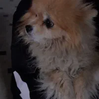 سگ خانگی پامر|سگ|فامنین, |دیوار