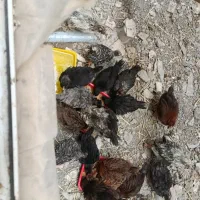 نیمچه مرغ وخروس ۳ماهه