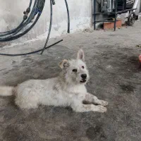 سگ‌ فروش فوری|سگ|گنبد کاووس, |دیوار