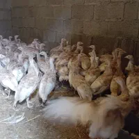 جوجه بو قلمون بوربون