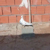 کبوتر قلدور و پرشی|پرنده|بجنورد, |دیوار