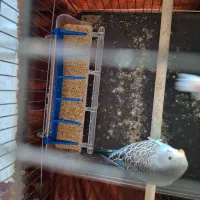 2 عدد مرغ عشق سرحال|پرنده|قم, بنیاد|دیوار