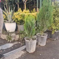 نهالستان وگلخانه عرشیان توس بین پیامبراعظم ۸۵و۸۷