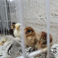 فروش جوجه محلی