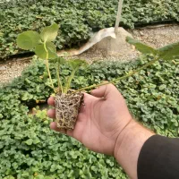 نشا توت فرنگی البیون|خدمات باغبانی و درختکاری|هشتگرد, قاسم آباد بزرگ|دیوار