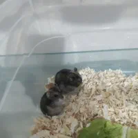 همستر خانگی|موش و خرگوش|قدس, شهرقدس|دیوار