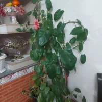 گل طبیعی