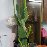 کاکتوس سرحال